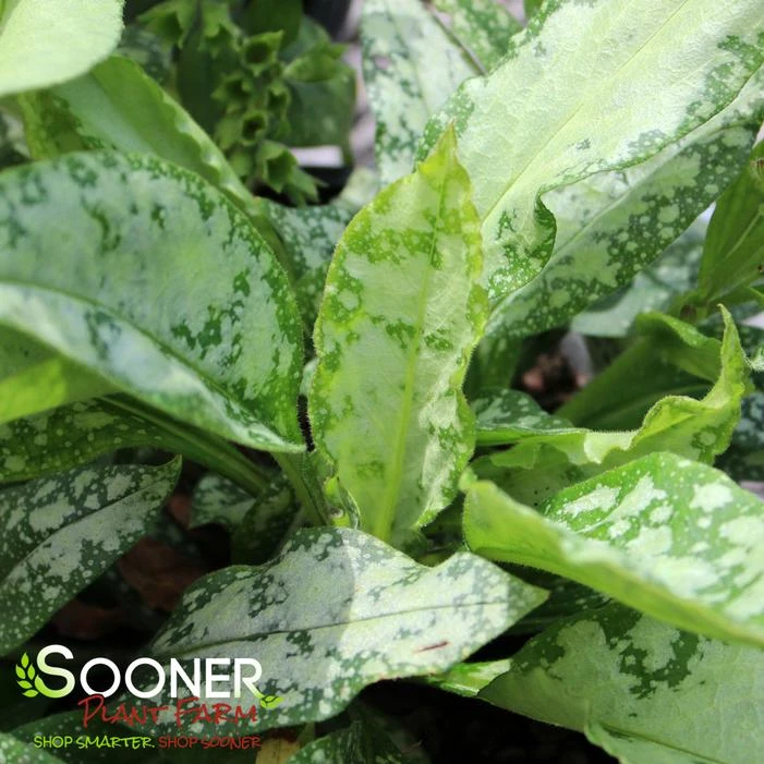 SILVER BOUQUET LUNGWORT 2 SILVER BOUQUET LUNGWORT - Image 2