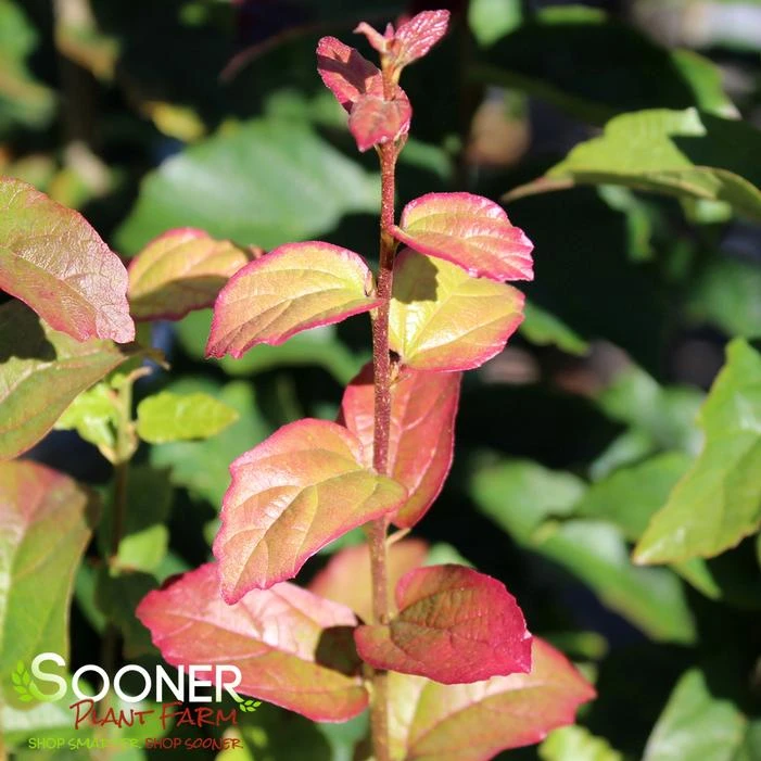 PERSIAN SPIRE™ IRONWOOD 2 PERSIAN SPIRE™ IRONWOOD - Image 2