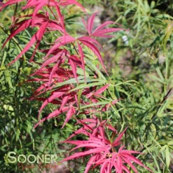 RED PYGMY DWARF UPRIGHT JAPANESE MAPLE -Deals Plants Store DETA2 3259