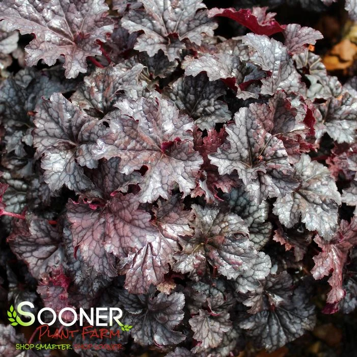 PLUM PUDDING CORAL BELLS 1 PLUM PUDDING CORAL BELLS