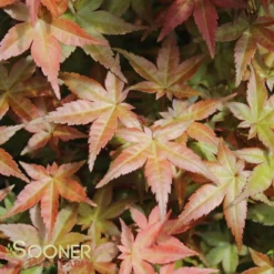 DESHOJO UPRIGHT JAPANESE MAPLE 5 DESHOJO UPRIGHT JAPANESE MAPLE -Deals Plants Store DETA2 3423