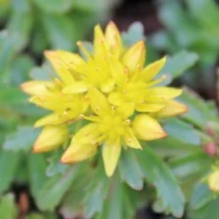 WEIHENSTEPHANER GOLD SEDUM -Deals Plants Store DETA2 344