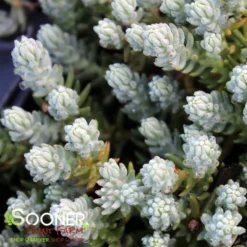 BLUE SPRUCE SEDUM -Deals Plants Store DETA2 347