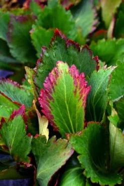 NOVA™ FLAME MUKGENIA -Deals Plants Store DETA2 3592