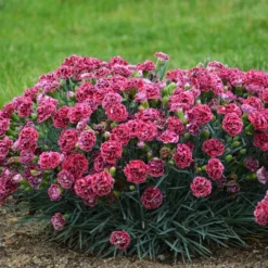 FRUIT PUNCH® CHERRY VANILLA DIANTHUS -Deals Plants Store DETA2 3632