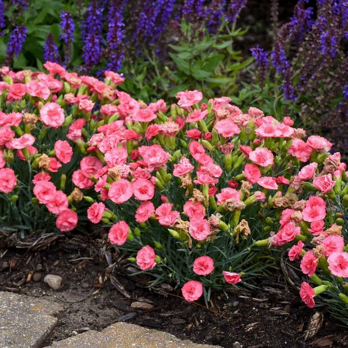 FRUIT PUNCH® CLASSIC CORAL DIANTHUS 2 FRUIT PUNCH® CLASSIC CORAL DIANTHUS - Image 2