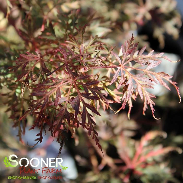 WATNONG DWARF UPRIGHT JAPANESE MAPLE 2 WATNONG DWARF UPRIGHT JAPANESE MAPLE - Image 2