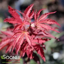 SUMINAGASHI UPRIGHT JAPANESE MAPLE -Deals Plants Store DETA2 3679