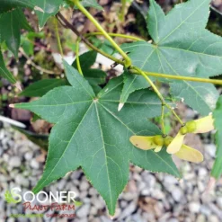 Best Seller -Deals Plants Store DETA2 3694