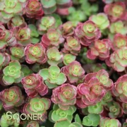 RED CARPET SEDUM -Deals Plants Store DETA2 372