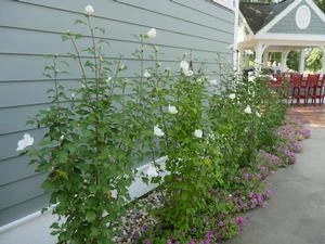 WHITE PILLAR® ALTHEA 1 WHITE PILLAR® ALTHEA