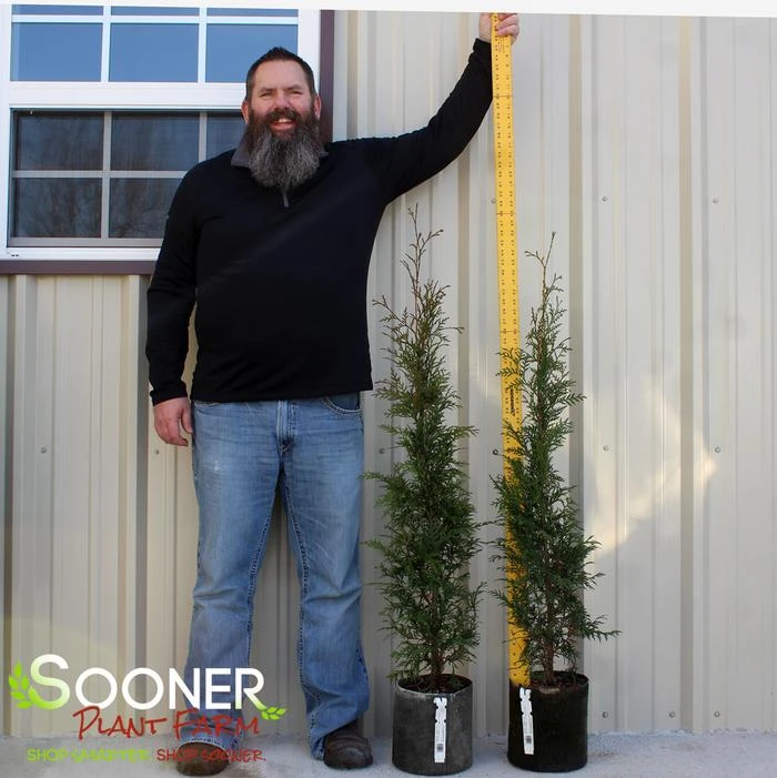 FULL SPEED A HEDGE® ARBORVITAE 1 FULL SPEED A HEDGE® ARBORVITAE