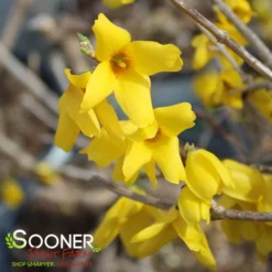 Deals Plants Store 7 Deals Plants Store -Deals Plants Store DETA2 3844