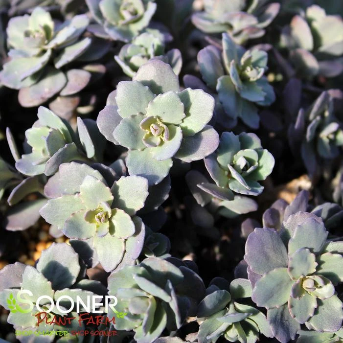SUNSPARKLER® DAZZLEBERRY SEDUM 1 SUNSPARKLER® DAZZLEBERRY SEDUM