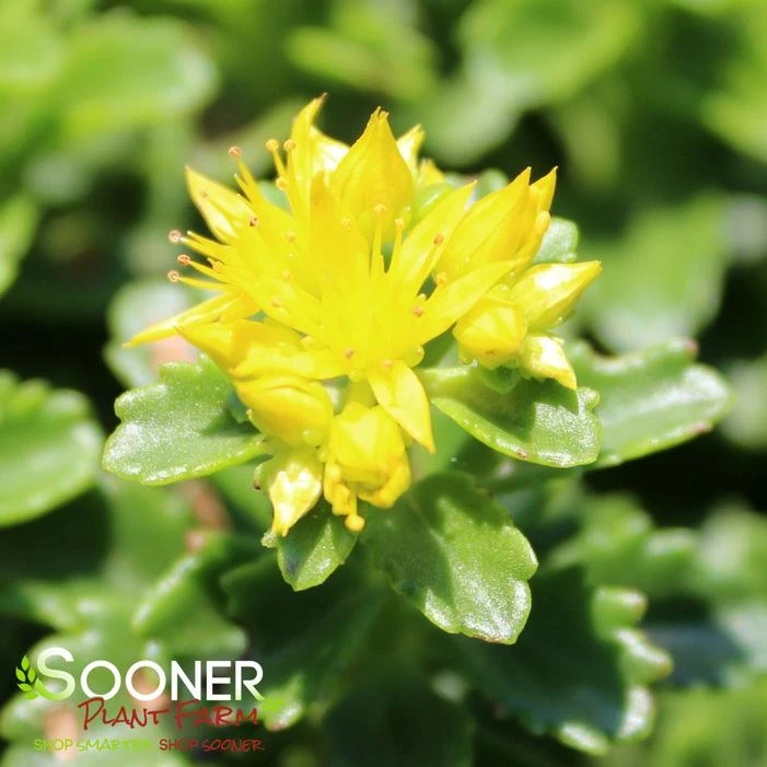 LITTLE MISS SUNSHINE SEDUM 2 LITTLE MISS SUNSHINE SEDUM - Image 2