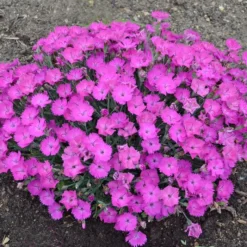 PAINT THE TOWN FUCHSIA DIANTHUS -Deals Plants Store DETA2 4106