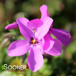 MAGENTA SPRITE HYBRID SPRING PHLOX -Deals Plants Store DETA2 4156
