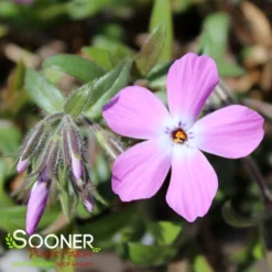 ROSE SPRITE HYBRID SPRING PHLOX 5 ROSE SPRITE HYBRID SPRING PHLOX -Deals Plants Store DETA2 4158
