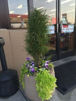 FINE LINE® BUCKTHORN 1 FINE LINE® BUCKTHORN