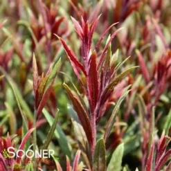 BELLEZA® DARK PINK WAND FLOWER 7 BELLEZA® DARK PINK WAND FLOWER -Deals Plants Store DETA2 4300