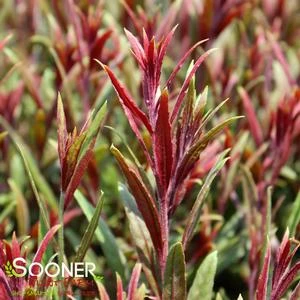 BELLEZA® DARK PINK WAND FLOWER 3 BELLEZA® DARK PINK WAND FLOWER - Image 3