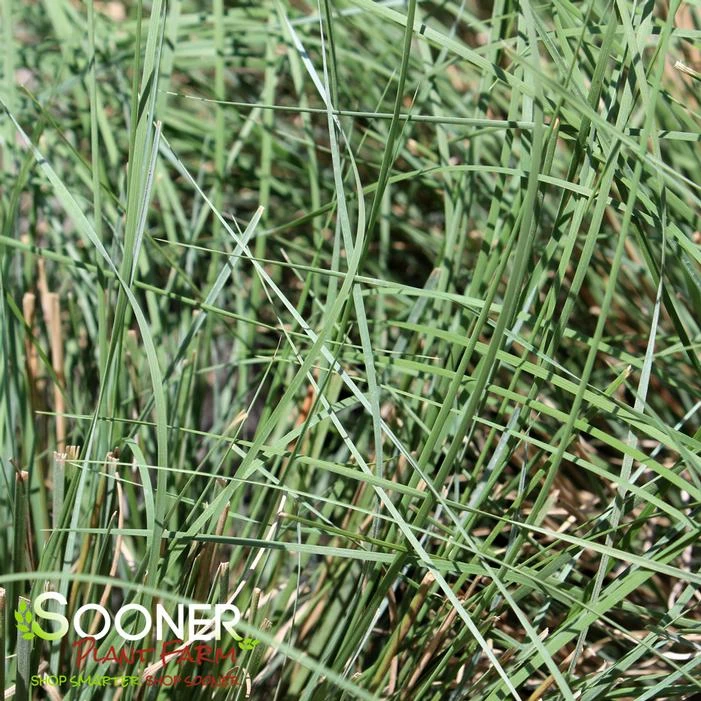 UNDAUNTED® RUBY MUHLY GRASS 2 UNDAUNTED® RUBY MUHLY GRASS - Image 2