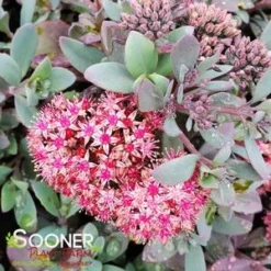 SUNSPARKLER® PLUM DAZZLED SEDUM -Deals Plants Store DETA2 4348