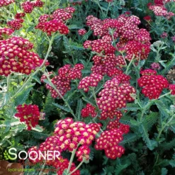 SASSY SUMMER SANGRIA YARROW -Deals Plants Store DETA2 4427