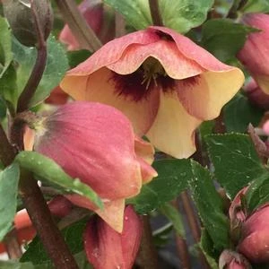 HONEYMOON® SANDY SHORES LENTEN ROSE 1 HONEYMOON® SANDY SHORES LENTEN ROSE
