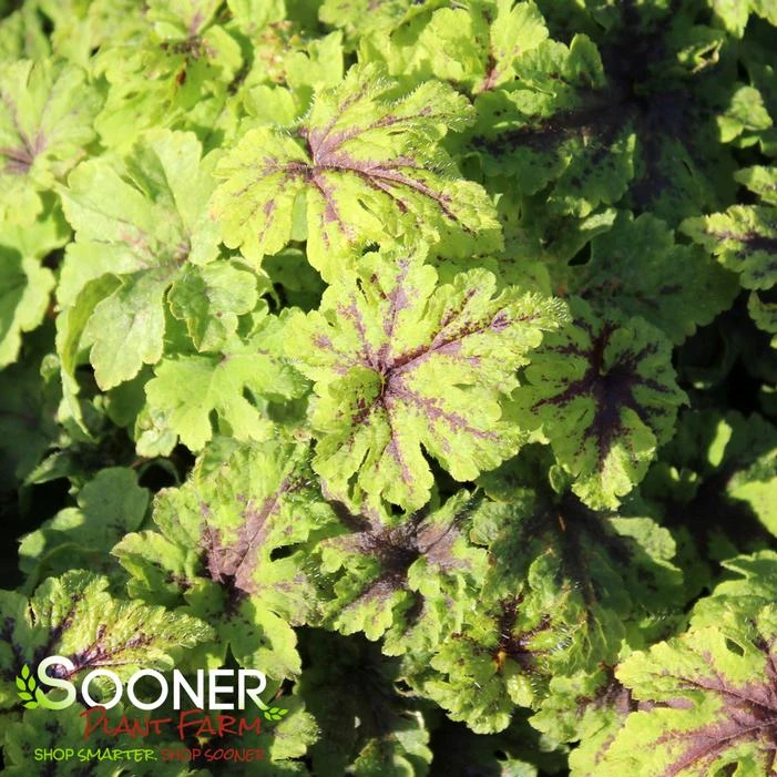 FINGERPAINT FOAM FLOWER 1 FINGERPAINT FOAM FLOWER