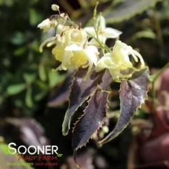 SANDY CLAWS EPIMEDIUM -Deals Plants Store DETA2 4596