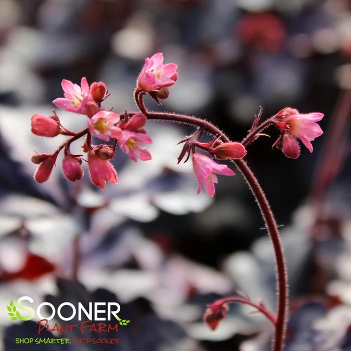 TIMELESS TREASURE CORAL BELLS 1 TIMELESS TREASURE CORAL BELLS