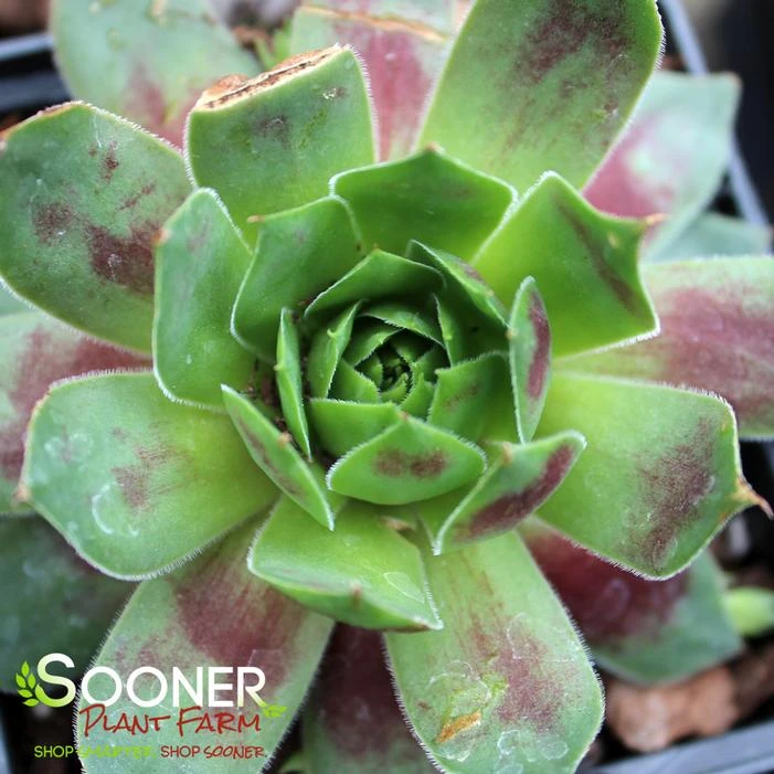 CHICK CHARMS® CRANBERRY COCKTAIL™ HENS & CHICKS 2 CHICK CHARMS® CRANBERRY COCKTAIL™ HENS & CHICKS - Image 2