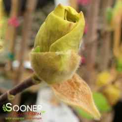 JUDY ZUK MAGNOLIA -Deals Plants Store DETA2 4696