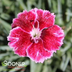 MOUNTAIN FROST™ RUBY GLITTER DIANTHUS 3 MOUNTAIN FROST™ RUBY GLITTER DIANTHUS -Deals Plants Store DETA2 4917