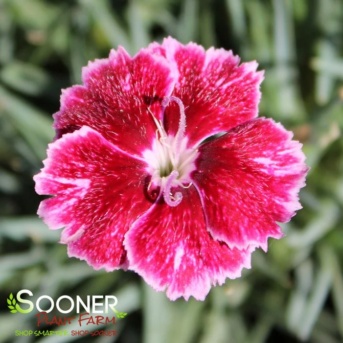 MOUNTAIN FROST™ RUBY GLITTER DIANTHUS 2 MOUNTAIN FROST™ RUBY GLITTER DIANTHUS - Image 2