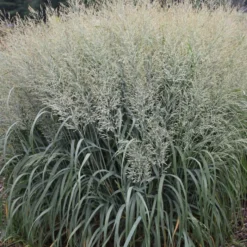 PRAIRIE WINDS® NIAGARA FALLS SWITCH GRASS -Deals Plants Store DETA2 4993