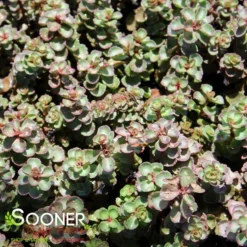 DRAGON'S BLOOD SEDUM -Deals Plants Store DETA2 5022