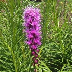 KOBOLD GAYFEATHER 5 KOBOLD GAYFEATHER -Deals Plants Store DETA2 503