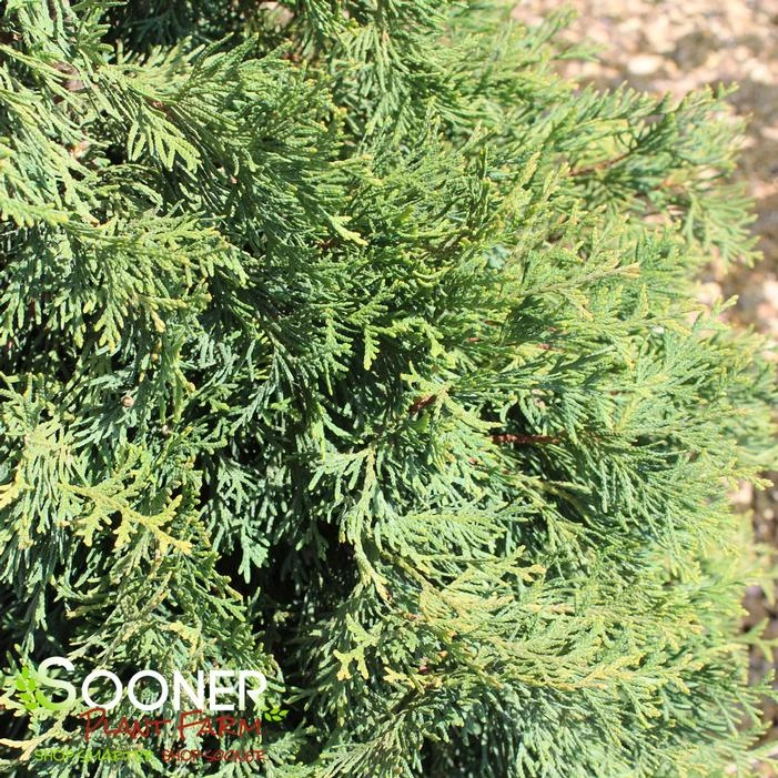 SLENDER GIANT™ ARBORVITAE 2 SLENDER GIANT™ ARBORVITAE - Image 2