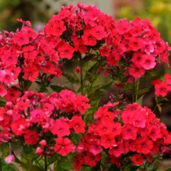 RED RIDING HOOD GARDEN PHLOX -Deals Plants Store DETA2 5078