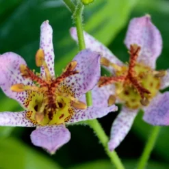 AUTUMN GLOW TOAD LILY -Deals Plants Store DETA2 5089