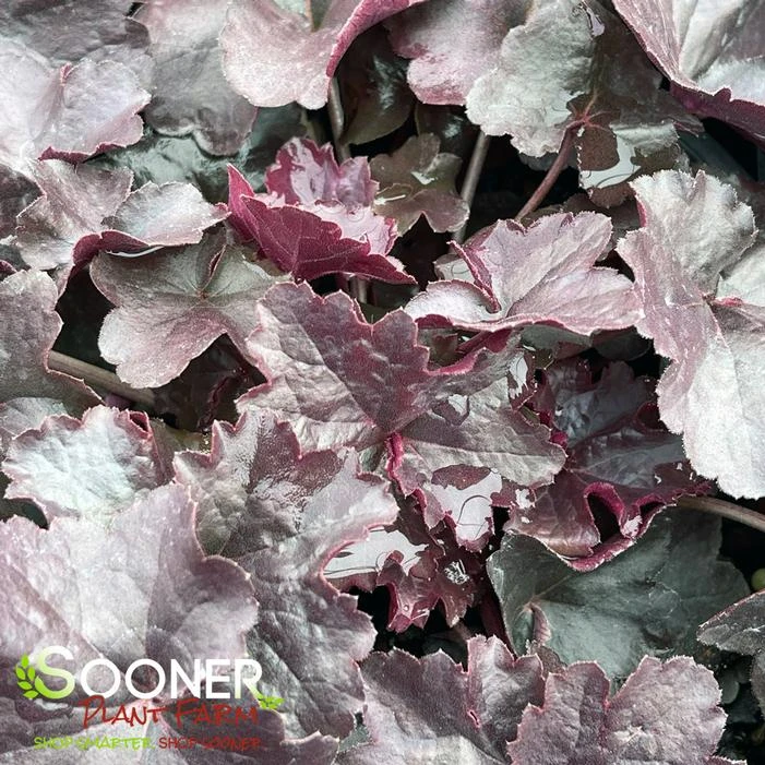 OBSIDIAN CORAL BELLS 2 OBSIDIAN CORAL BELLS - Image 2