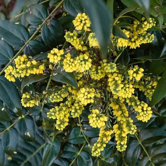 MARVEL MAHONIA 1 MARVEL MAHONIA