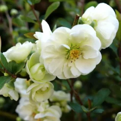 DOUBLE TAKE® ETERNAL WHITE QUINCE 5 DOUBLE TAKE® ETERNAL WHITE QUINCE -Deals Plants Store DETA2 5266