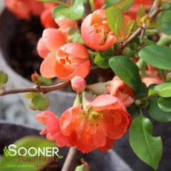 O YASHIMA FLOWERING QUINCE