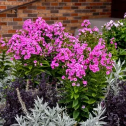 LUMINARY® PRISMATIC PINK GARDEN PHLOX -Deals Plants Store DETA2 5386