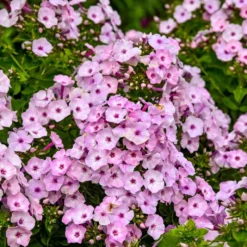 GARDEN GIRLS® FANCY GIRL GARDEN PHLOX 3 GARDEN GIRLS® FANCY GIRL GARDEN PHLOX -Deals Plants Store DETA2 5398