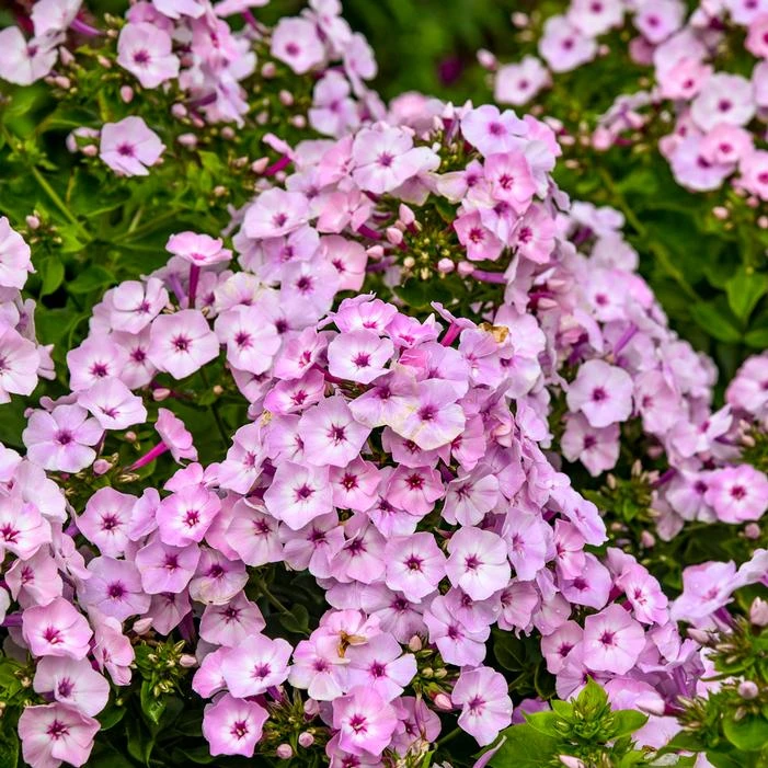 GARDEN GIRLS® FANCY GIRL GARDEN PHLOX 2 GARDEN GIRLS® FANCY GIRL GARDEN PHLOX - Image 2