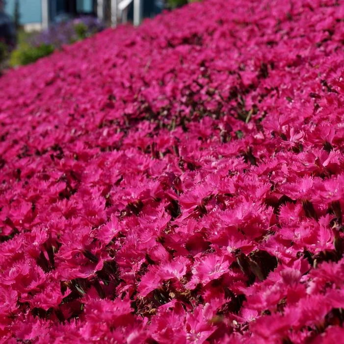 VIVID™ BRIGHT LIGHT DIANTHUS 2 VIVID™ BRIGHT LIGHT DIANTHUS - Image 2